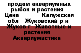 продам аквариумных рыбок и растения › Цена ­ 30-60 - Калужская обл., Жуковский р-н, Жуков г. Животные и растения » Аквариумистика   